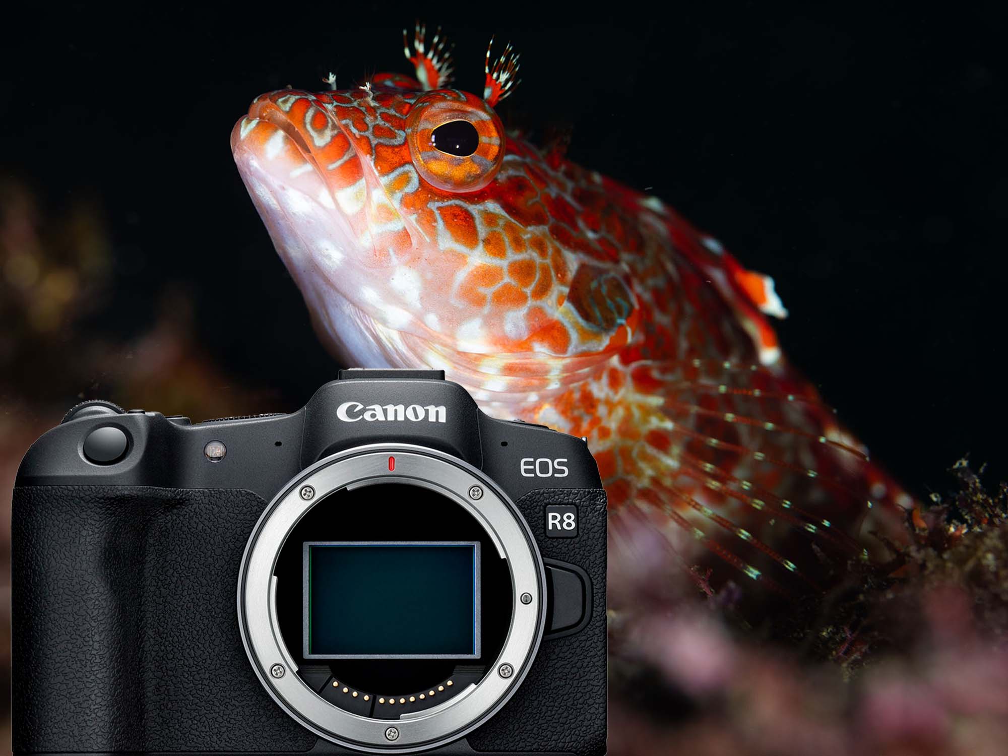 Đánh giá máy ảnh Canon R8 liệu có còn đáng mua trong năm 2026 6 Chất lượng hình ảnh video