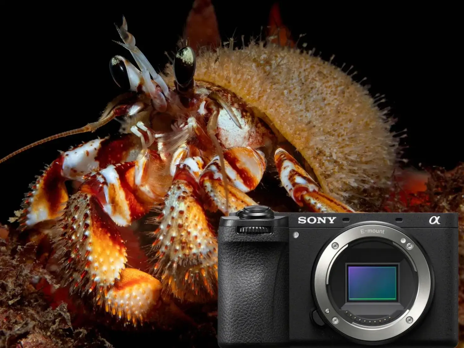 Review Sony A6700 đánh giá chi tiết chiếc máy crop đáng mua nhì hiện nay 5 Đánh giá khả năng xử lý hình ảnh của Sony A6700