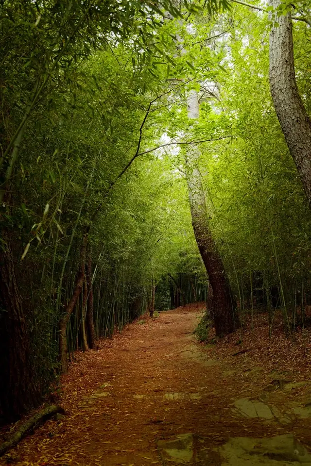 Màu Fujifilm và 20 công thức chỉnh ảnh dẫn đầu xu hướng năm 2026 3 Phong cách Green Enchantment: Chiều sâu của sắc xanh trầm mặc