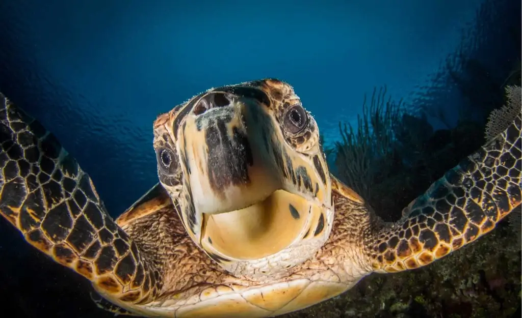 Fish eye là gì và những ứng dụng độc đáo trong nhiếp ảnh 2 Khái niệm về ống kính fish eye