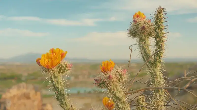 Màu film Fujifilm tuyệt đẹp với những công thức giả lập siêu mới 5 Phong cách Vibrant Arizona rực rỡ