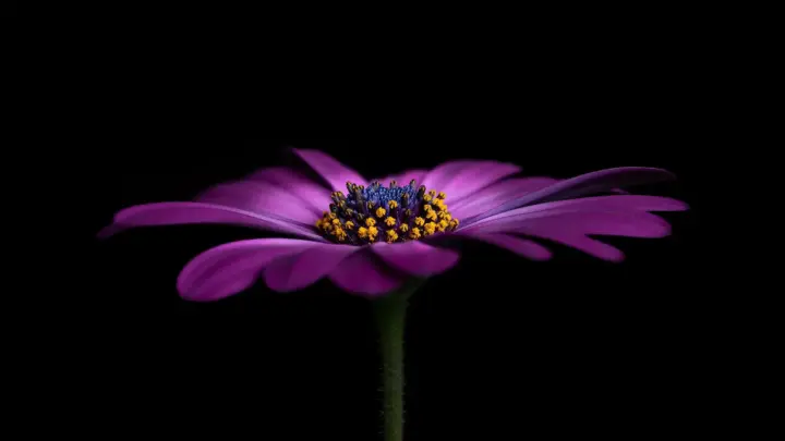 Những lý do thuyết phục để bạn áp dụng kỹ thuật focus stacking