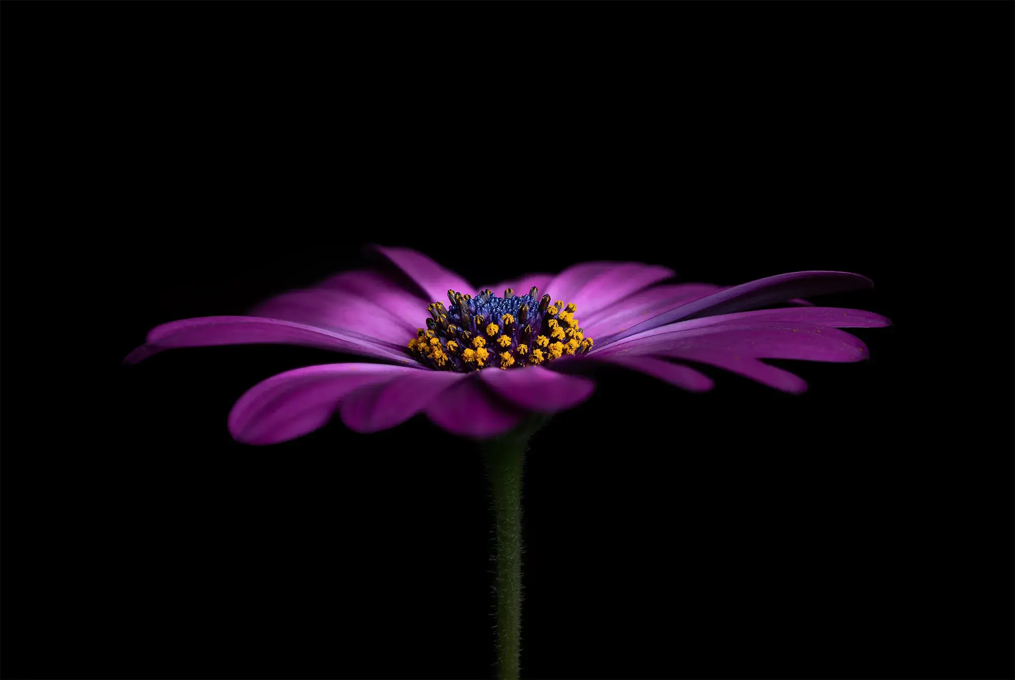 Những lý do thuyết phục để bạn áp dụng kỹ thuật focus stacking