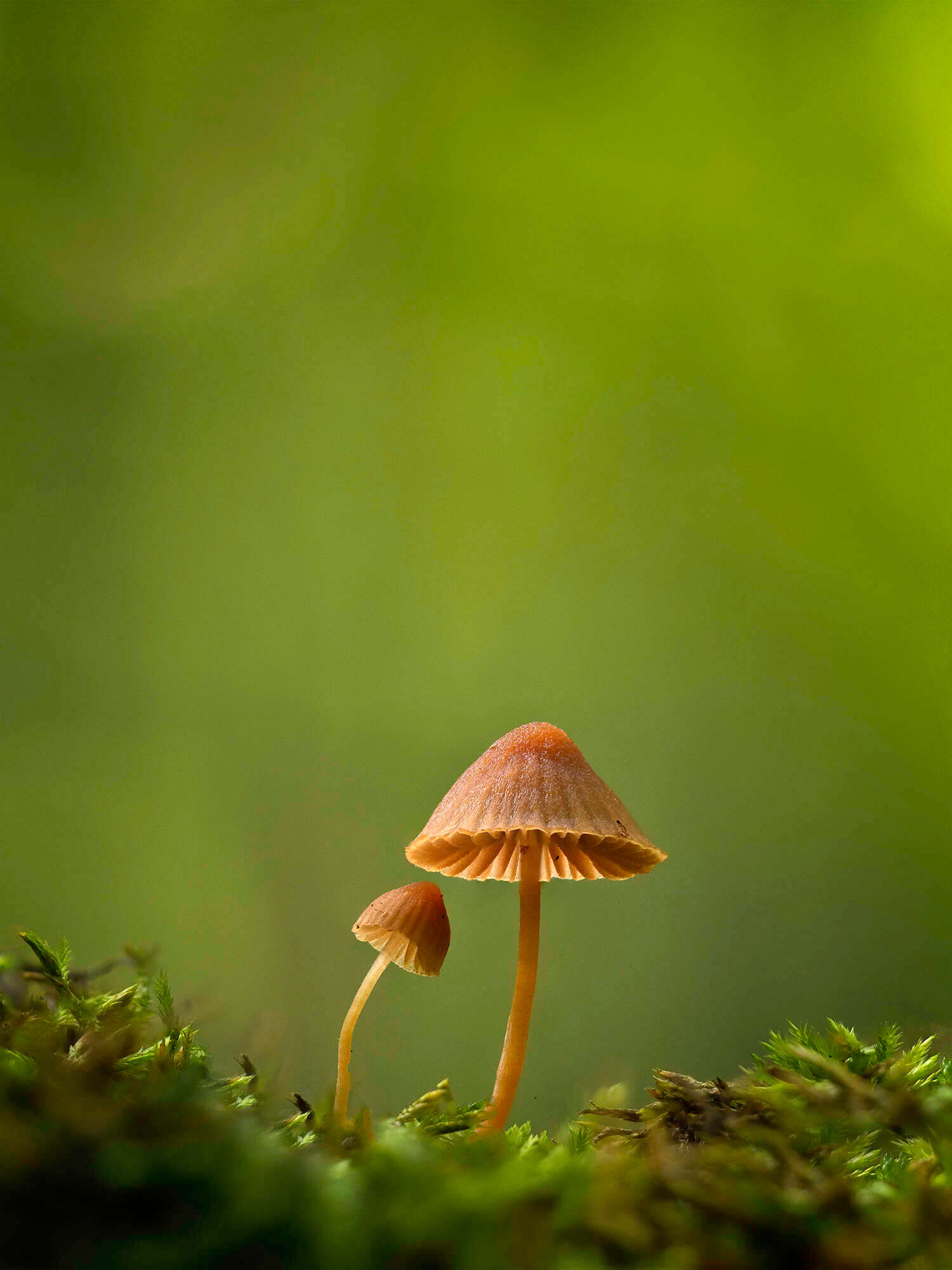 Quy trình triển khai focus stacking để tối ưu độ sắc nét